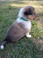 Green Collar, a female Collie for sale in Lancaster, SC – 1 of 3