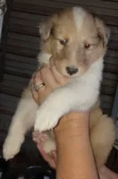 Skylar, a male Collie for sale in Lancaster, SC – 8 of 10
