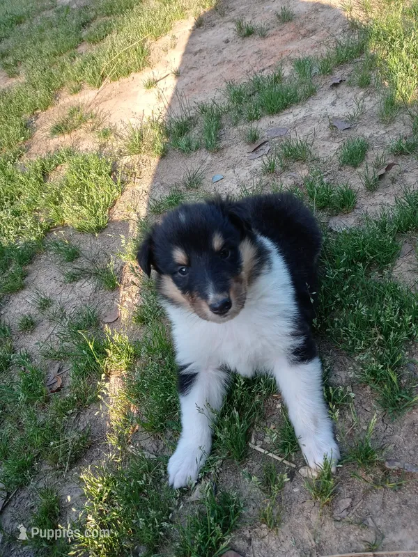 Big Girl – Collie puppy for sale in Lancaster, SC