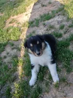 Big Girl, a female Collie for sale in Lancaster, SC – 1 of 8