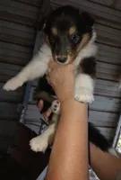 Vicky, a female Collie for sale in Lancaster, SC – 2 of 3