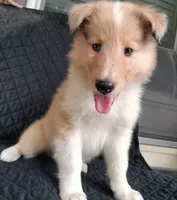 Skylar, a male Collie for sale in Lancaster, SC – 3 of 10