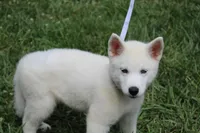 minnie, a female Siberian Husky for sale in North Carolina, NC – 7 of 9