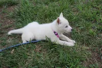 minnie, a female Siberian Husky for sale in North Carolina, NC – 5 of 5