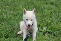 alba, a female Siberian Husky for sale in North Carolina, NC – 4 of 5