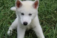 minnie, a female Siberian Husky for sale in North Carolina, NC – 6 of 9