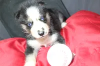 muddles, a female Siberian Husky for sale in North Carolina, NC – 5 of 7