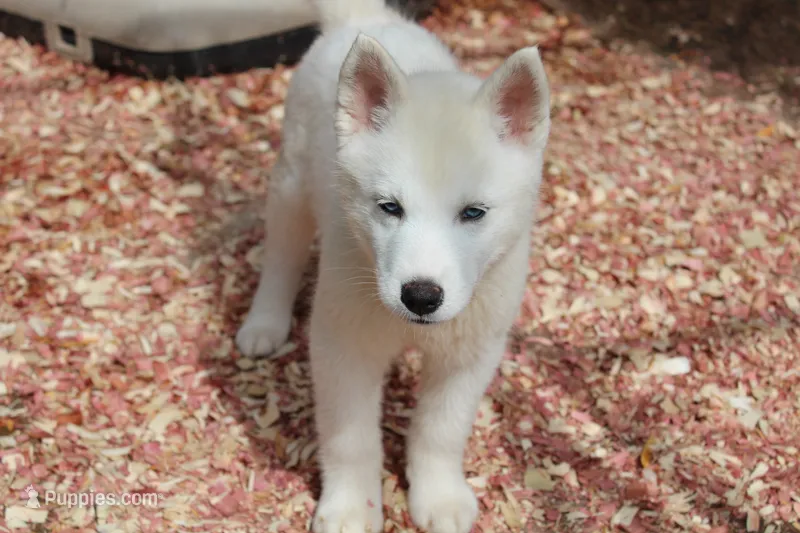 alba – Siberian Husky puppy for sale in North Carolina, NC