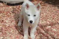 alba, a female Siberian Husky for sale in North Carolina, NC – 1 of 5