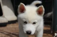 Samco, a male Siberian Husky for sale in North Carolina, NC – 3 of 6