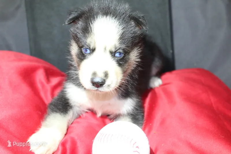 muddles, a female Siberian Husky for sale in North Carolina, NC – 1 of 7