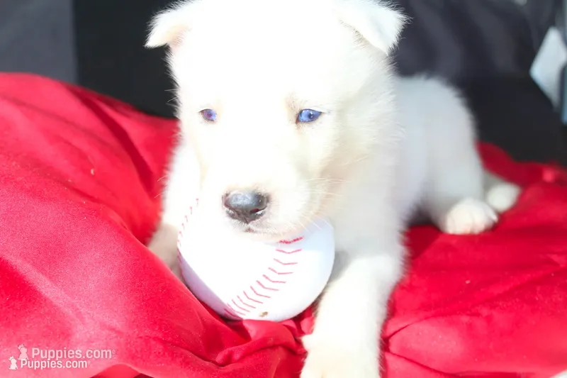  avalanche – Siberian Husky puppy for sale in North Carolina, NC