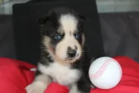 muddles, a female Siberian Husky for sale in North Carolina, NC – 2 of 7
