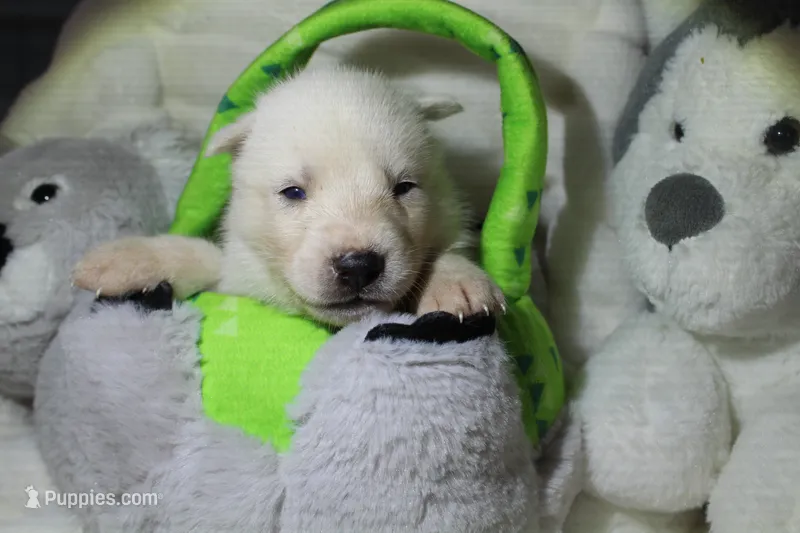 harley – Siberian Husky puppy for sale in North Carolina, NC