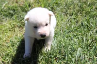 alba, a female Siberian Husky for sale in North Carolina, NC – 5 of 7