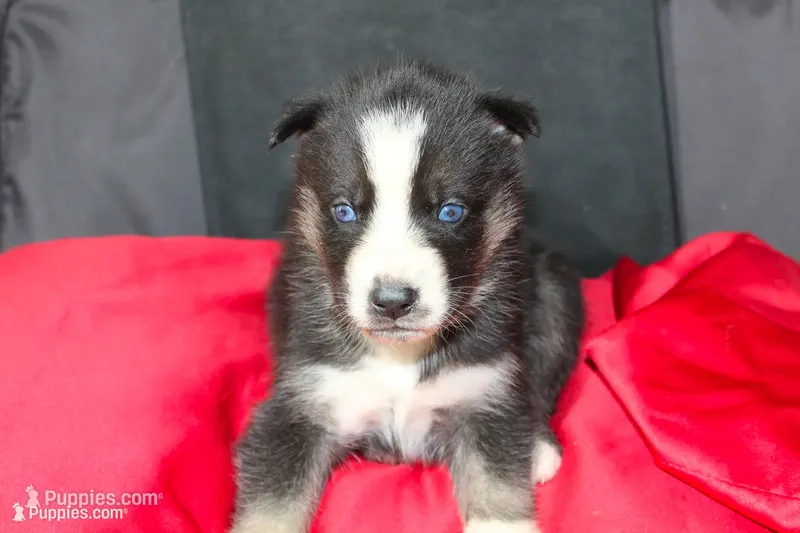 saben – Siberian Husky puppy for sale in North Carolina, NC