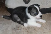lola    minnies   litter, a female Siberian Husky for sale in North Carolina, NC – 4 of 4