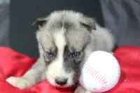 pepper, a female Siberian Husky for sale in North Carolina, NC – 8 of 9