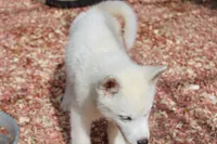 alba, a female Siberian Husky for sale in North Carolina, NC – 5 of 5