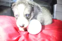ryder, a male Siberian Husky for sale in North Carolina, NC – 2 of 4