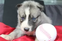 pepper, a female Siberian Husky for sale in North Carolina, NC – 6 of 9
