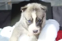 pepper, a female Siberian Husky for sale in North Carolina, NC – 7 of 9