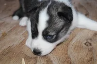 lola    minnies   litter, a female Siberian Husky for sale in North Carolina, NC – 2 of 4