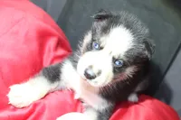 muddles, a female Siberian Husky for sale in North Carolina, NC – 7 of 7