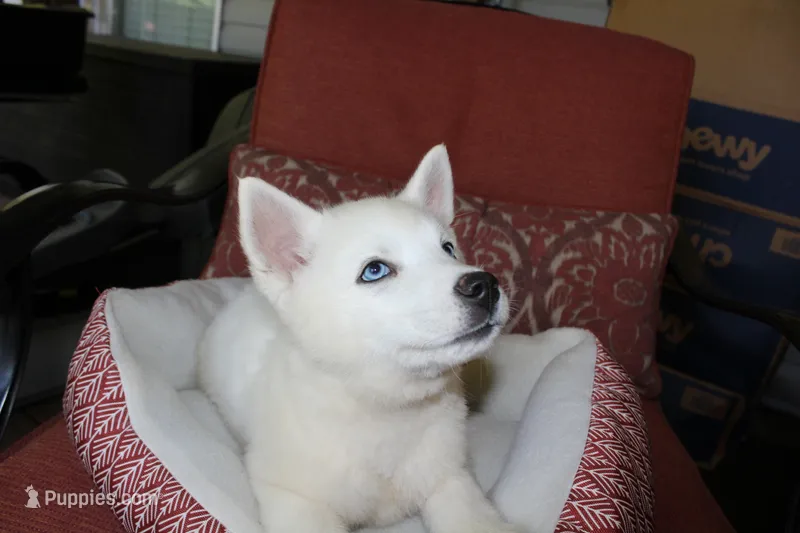 minnie – Siberian Husky puppy for sale in North Carolina, NC