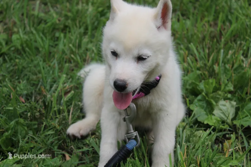 alba – Siberian Husky puppy for sale in North Carolina, NC