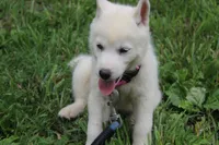 alba, a female Siberian Husky for sale in North Carolina, NC – 2 of 5