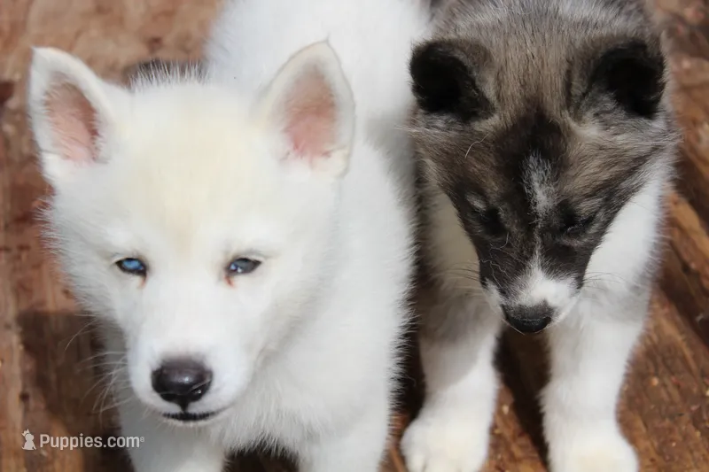 Selena – Siberian Husky puppy for sale in North Carolina, NC