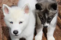 Samco, a male Siberian Husky for sale in North Carolina, NC – 1 of 6