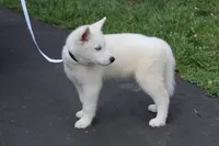 minnie, a female Siberian Husky for sale in North Carolina, NC – 9 of 9