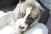 pepper, a female Siberian Husky for sale in North Carolina, NC – 9 of 9