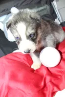 ryder, a male Siberian Husky for sale in North Carolina, NC – 4 of 4