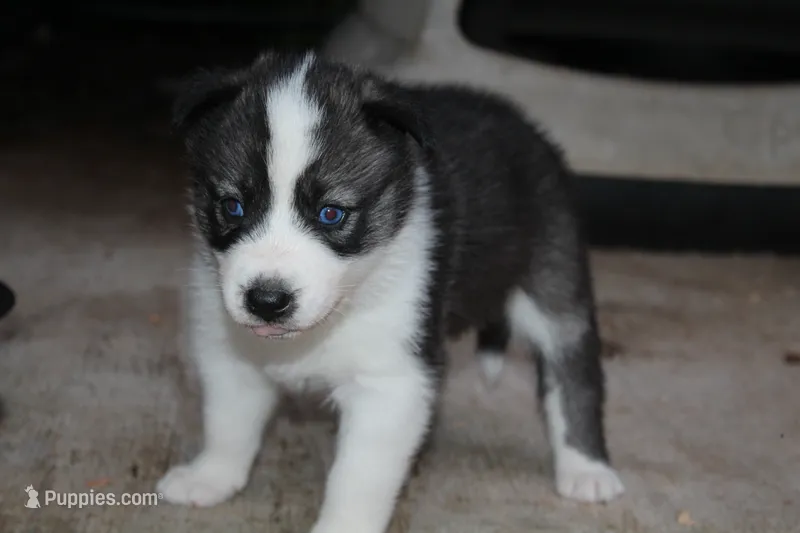 lola    minnies   litter – Siberian Husky puppy for sale in North Carolina, NC
