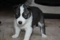 lola    minnies   litter, a female Siberian Husky for sale in North Carolina, NC – 1 of 4