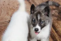 JAX, a male Siberian Husky for sale in North Carolina, NC – 1 of 3