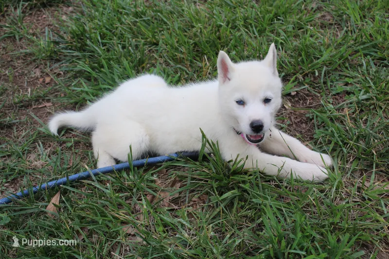 minnie – Siberian Husky puppy for sale in North Carolina, NC