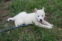minnie, a female Siberian Husky for sale in North Carolina, NC – 1 of 5