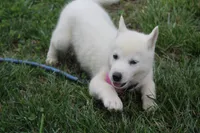 minnie, a female Siberian Husky for sale in North Carolina, NC – 3 of 5