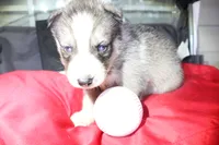 ryder, a male Siberian Husky for sale in North Carolina, NC – 3 of 4