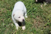 alba, a female Siberian Husky for sale in North Carolina, NC – 4 of 7
