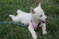 minnie, a female Siberian Husky for sale in North Carolina, NC – 4 of 5