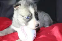 pepper, a female Siberian Husky for sale in North Carolina, NC – 4 of 9