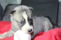 pepper, a female Siberian Husky for sale in North Carolina, NC – 3 of 9