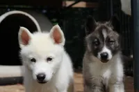 JAX, a male Siberian Husky for sale in North Carolina, NC – 2 of 3