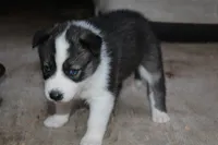 lola    minnies   litter, a female Siberian Husky for sale in North Carolina, NC – 3 of 4