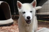 Samco, a male Siberian Husky for sale in North Carolina, NC – 2 of 6